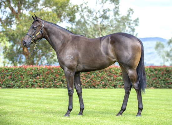 Lot 105: Wootton Bassett (GB) / Slave to Love (NZ)