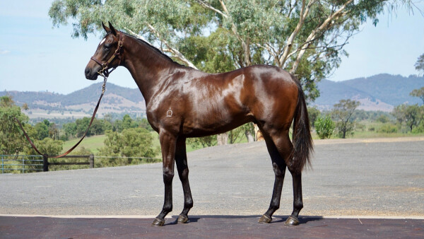 Lot 178: So You Think (NZ) / Wahng Wah