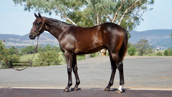 Lot 265: Toronado (IRE) / Daring