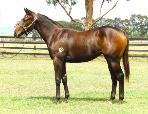 Lot 148: Pinatubo (IRE) / The Muses