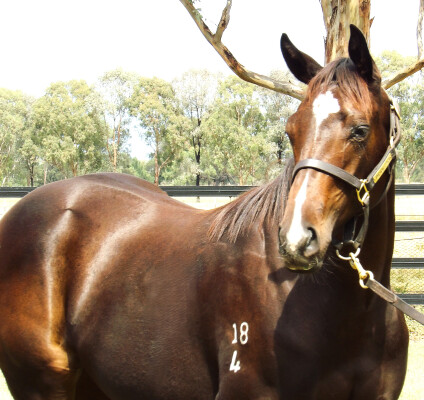 Lot 148: Pinatubo (IRE) / The Muses