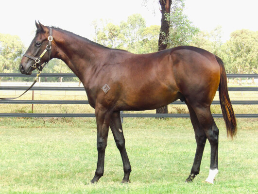 Lot 160: Anamoe / Travelling Light (NZ)