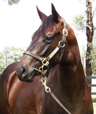Lot 160: Anamoe / Travelling Light (NZ)