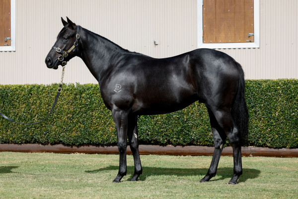 Lot 57: Capitalist / Sacred Lass (NZ)