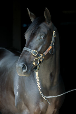 Lot 57: Capitalist / Sacred Lass (NZ)
