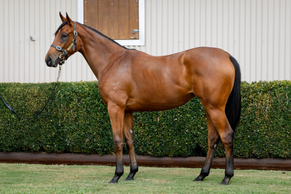 Lot 253: I Am Invincible / Chasing Fireflies (USA)