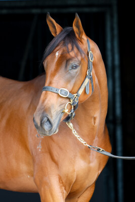 Lot 253: I Am Invincible / Chasing Fireflies (USA)