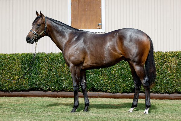 Lot 343: Anamoe / I Am Speedy