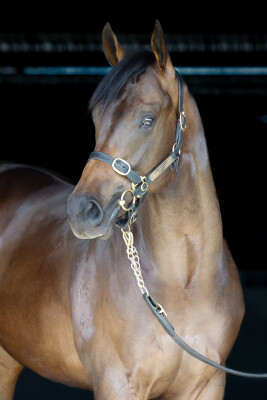 Lot 343: Anamoe / I Am Speedy