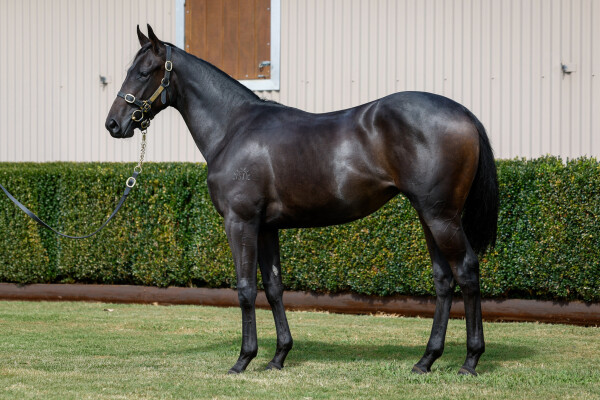 Lot 360: Almanzor (FR) / Japonica