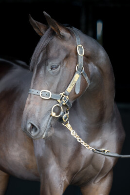 Lot 360: Almanzor (FR) / Japonica