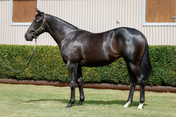 Lot 370: Too Darn Hot (GB) / Kirini
