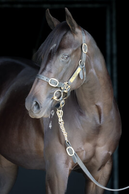 Lot 370: Too Darn Hot (GB) / Kirini