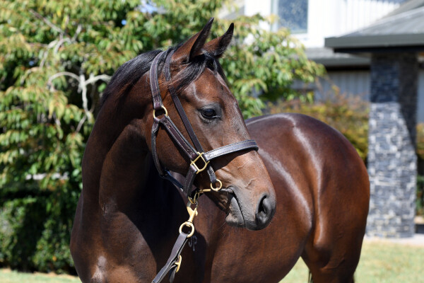 Lot 64: Satono Aladdin (JPN) / Savaria (NZ)
