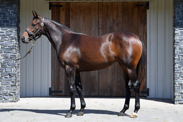 Lot 64: Satono Aladdin (JPN) / Savaria (NZ)
