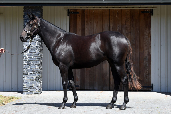 Lot 56: Savabeel / Sacred Charm