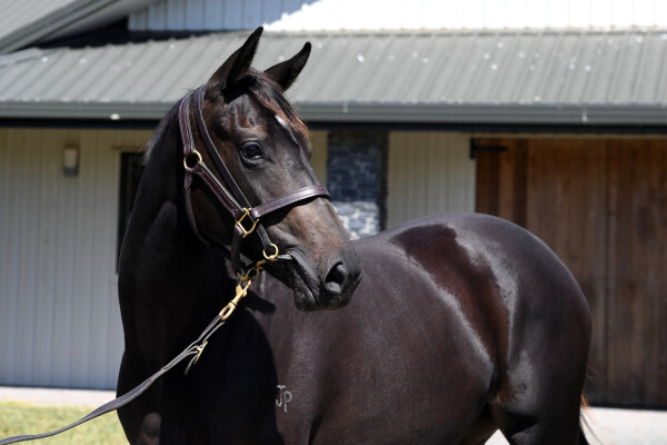 Lot 56: Savabeel / Sacred Charm