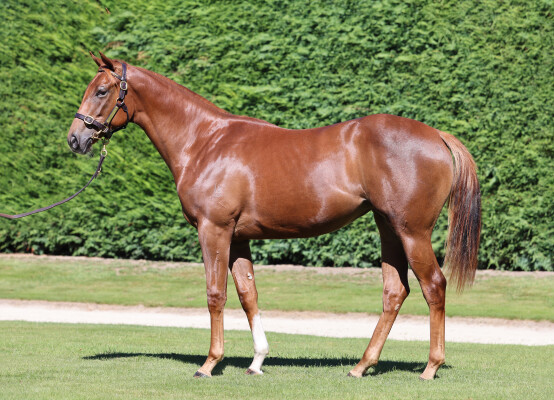 Lot 32: Proisir / Pure Incanto (NZ)