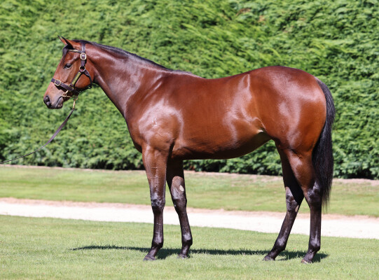 Lot 354: Per Incanto (USA) / Invincible Nature