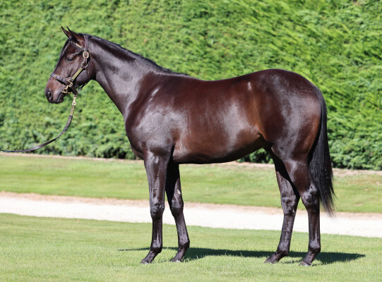 Lot 385: Per Incanto (USA) / Lancashire Lass