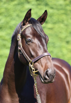 Lot 385: Per Incanto (USA) / Lancashire Lass