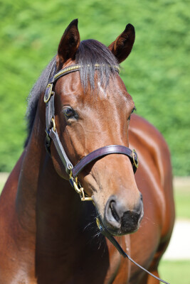 Lot 354: Per Incanto (USA) / Invincible Nature