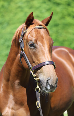 Lot 32: Proisir / Pure Incanto (NZ)