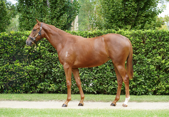 Lot 458: Harry Angel (IRE) / Mykaetob