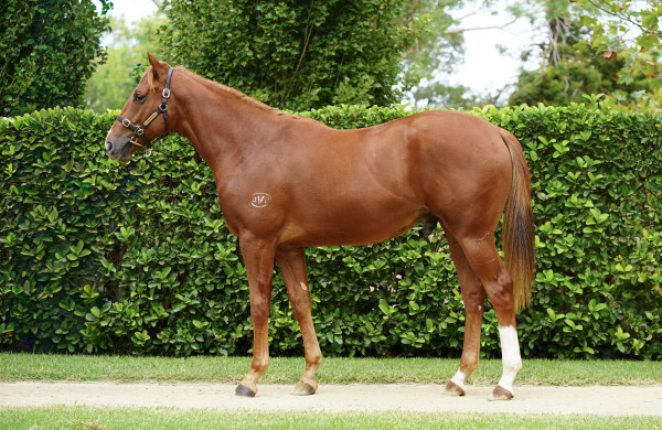 Lot 163: The Autumn Sun / Tuscan Queen (CAN)