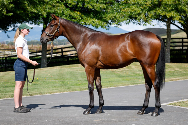 Lot 2: Savabeel / One Kiss (NZ)