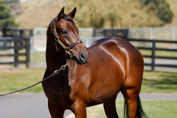 Lot 2: Savabeel / One Kiss (NZ)