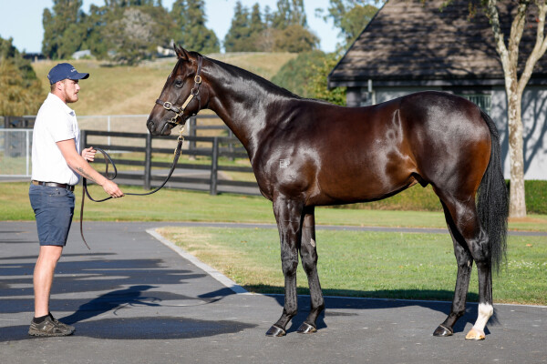 Lot 237: Per Incanto (USA) / Bridgewater