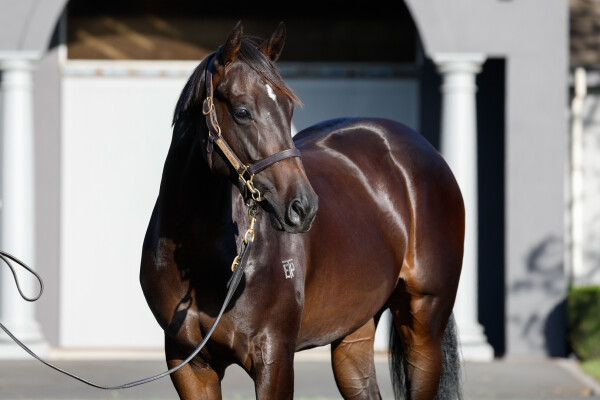 Lot 237: Per Incanto (USA) / Bridgewater