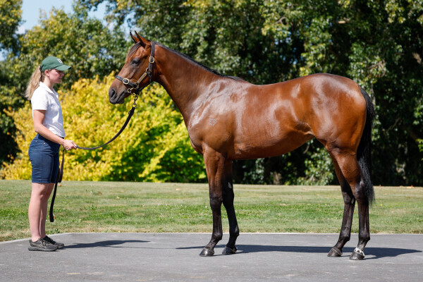 Lot 297: Satono Aladdin (JPN) / Evalina