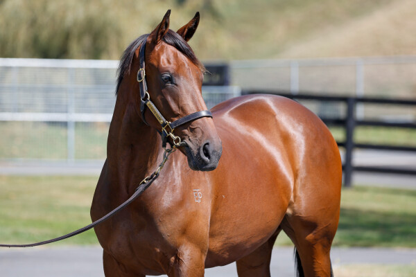 Lot 297: Satono Aladdin (JPN) / Evalina