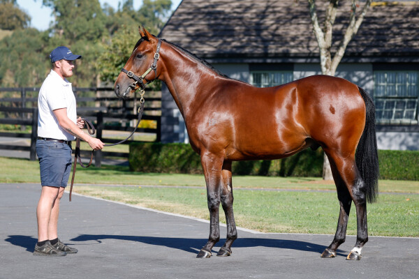 Lot 404: Per Incanto (USA) / Luella Cristina
