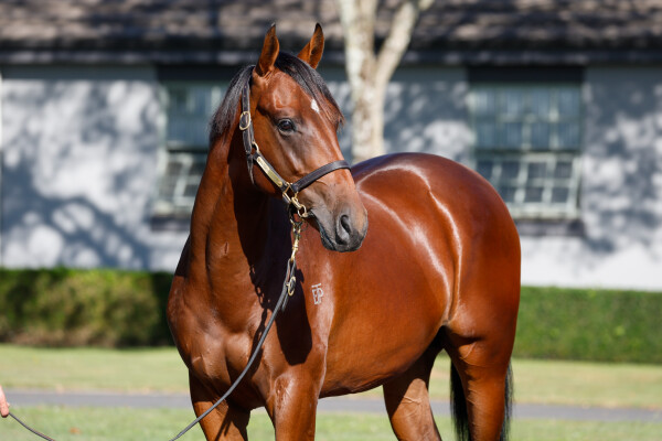 Lot 404: Per Incanto (USA) / Luella Cristina