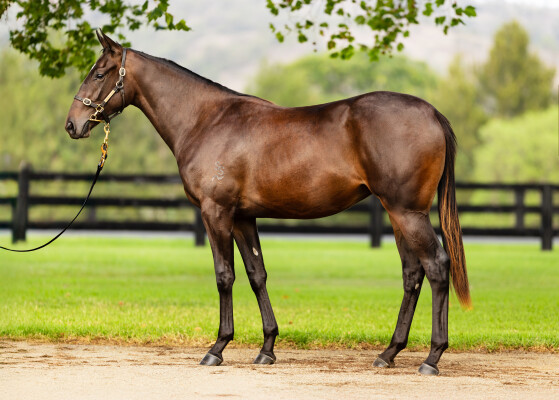 Lot 4: Snitzel / Oregon's Day