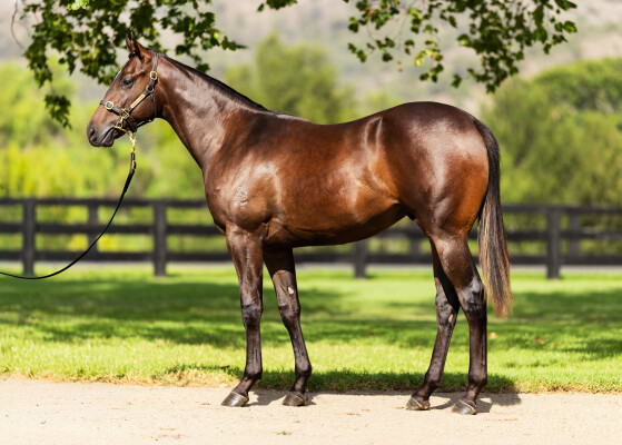 Lot 28: Zoustar / Pretty in Pink