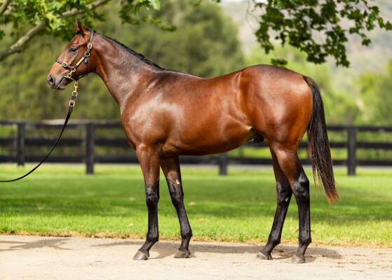 Lot 68: Snitzel / Scarlet Billows
