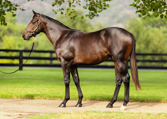 Lot 138: Anamoe / Taraayef