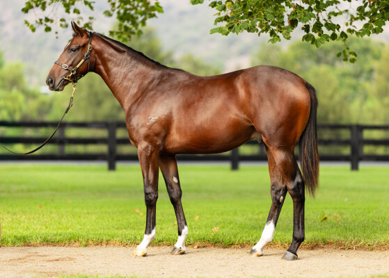 Lot 170: Blue Point (IRE) / Via Napoli
