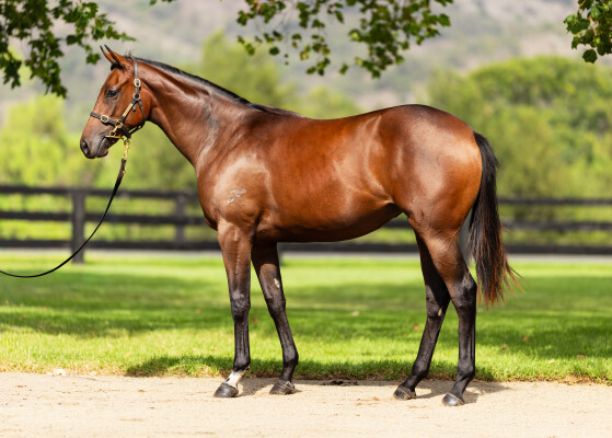 Lot 181: Too Darn Hot (GB) / Warranty