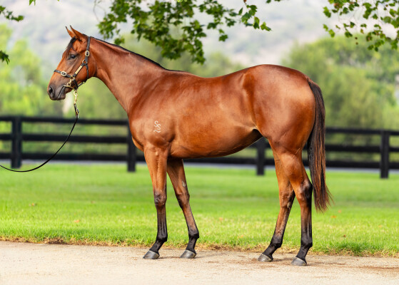 Lot 193: Home Affairs / Zara Bay