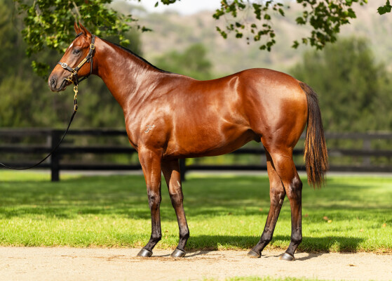Lot 198: Too Darn Hot (GB) / A Time for Julia