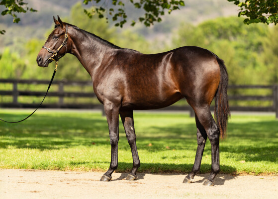 Lot 208: Too Darn Hot (GB) / All That I Know