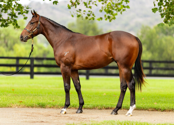 Lot 243: Siyouni (FR) / California Zimbol
