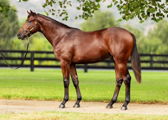 Lot 348: Siyouni (FR) / Impulsive