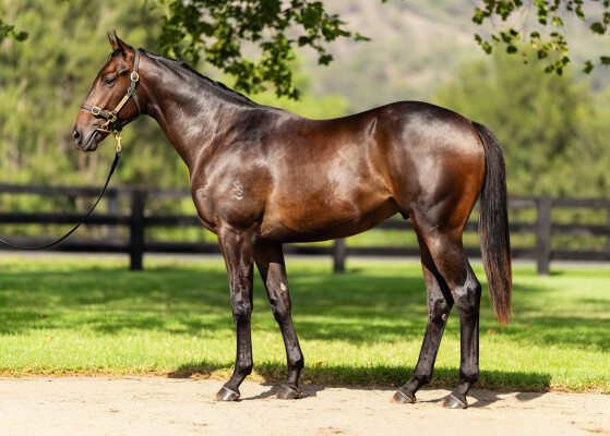 Lot 352: State of Rest (IRE) / Intrinsic