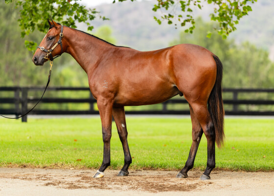 Lot 355: Snitzel / Ippodamia's Girl (USA)